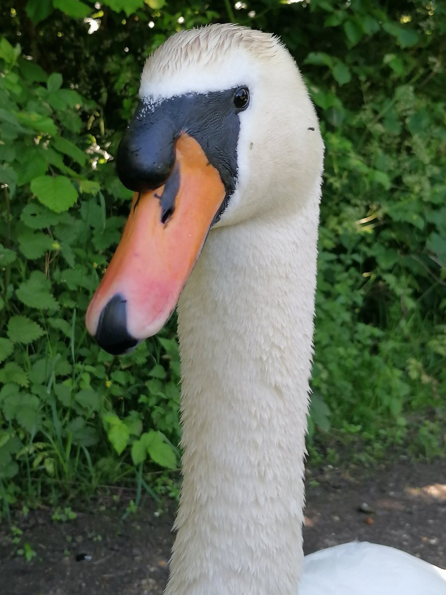 laurencear's tweet photo. I blimmin love this fabulous boy... Love sitting and chatting with him and having him come to meet me. #SwanFriends #SwanSwanH https://t.co/t0HfvAEDqo