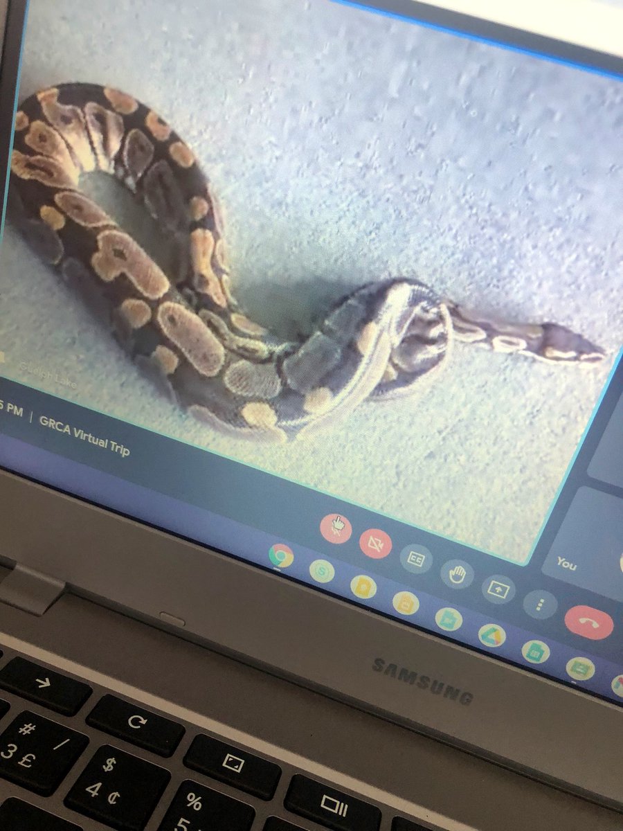 Cierra Carere tweet media