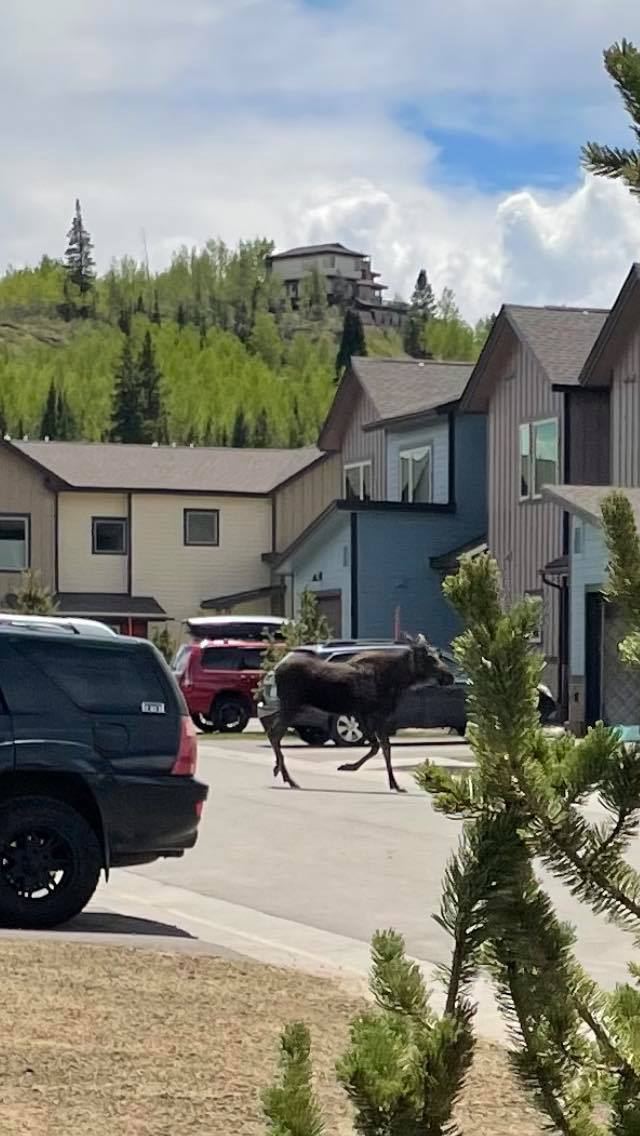 Moose on Moose Trail! #OnlyinColorado #WildlifeWednesday