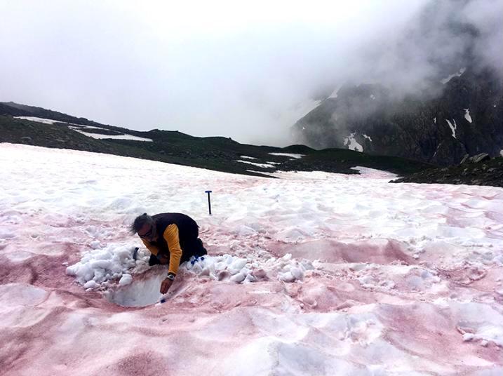 Scientists believe that rising levels of carbon dioxide may be fueling blooms of red, snow-borne microalgae in the Alps, a phenomenon known as "glacier blood." e360.yale.edu/digest/in-glac…