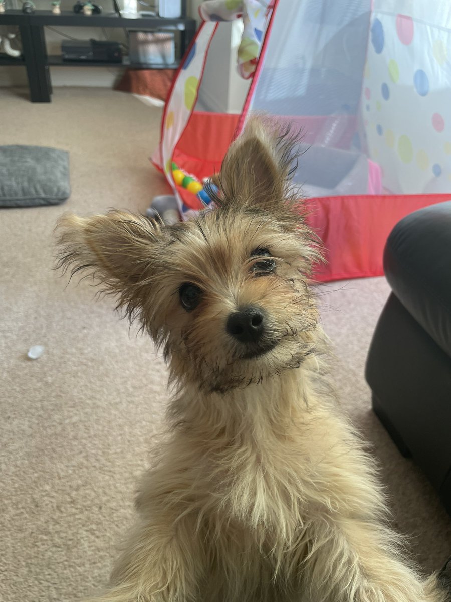 paynel2's tweet photo. @McDonaldsUK disappointed we’re missing our 20 nuggets that we ordered and paid for! This little man was gutted he didn’t get one 😞 can you post us some! 😂 https://t.co/2zUt3FtshA