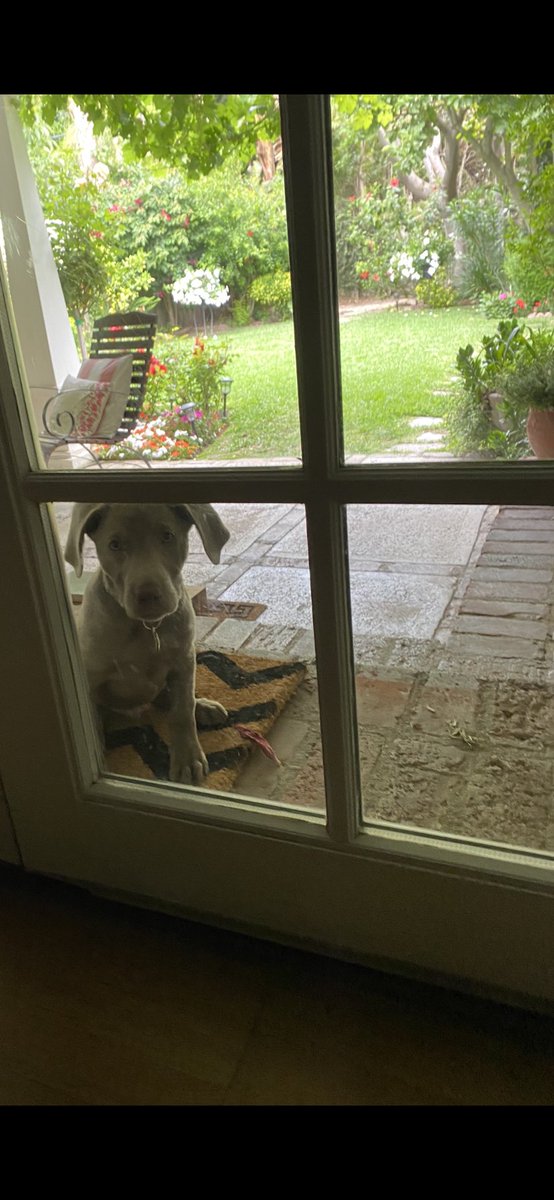 silver_labrador's tweet photo. Daaad! I chased all the squirrels from the backyard! 🤣🐾🐾🐾 now let me in! https://t.co/kCu5T8wgg8
