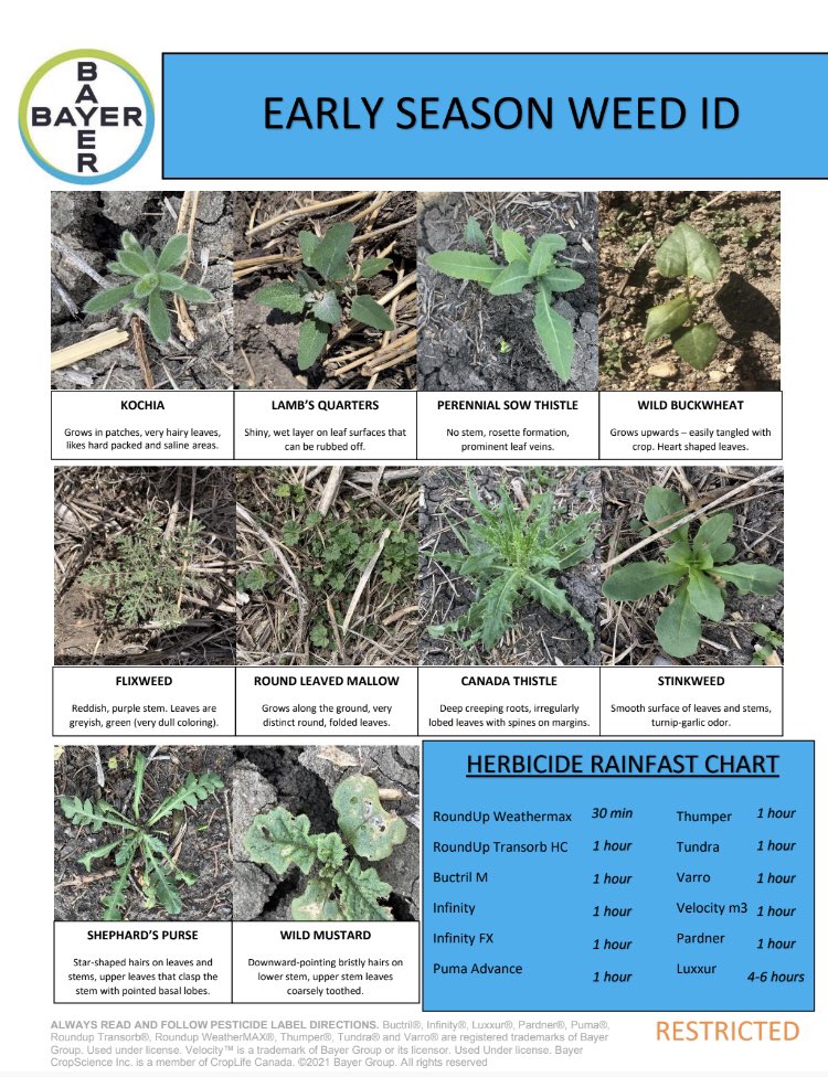 A little weed ID guide to help with some more common weeds you’ll find in your fields this time of year! #tipoftheweek #BayerExperience