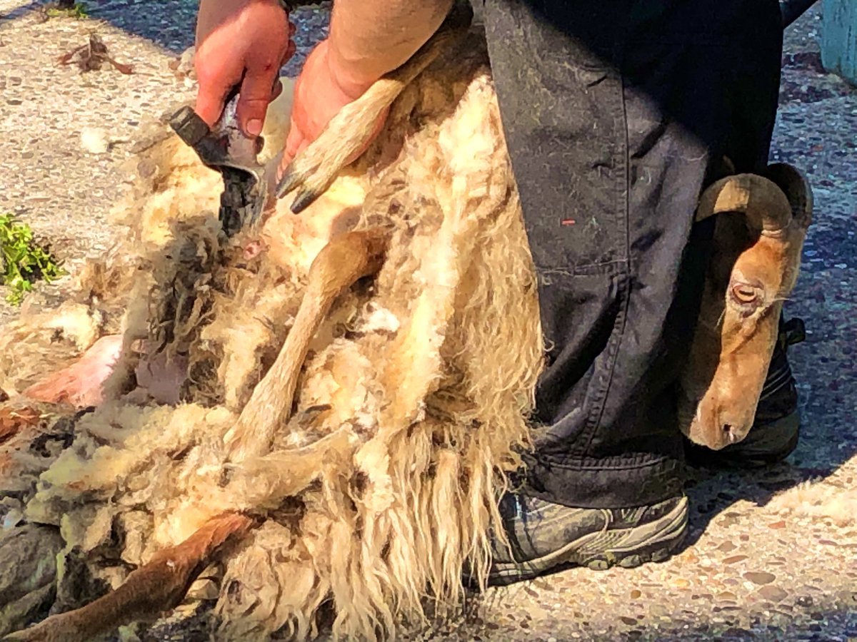 JohanGewoon's tweet photo. De schapen van #SchaapskooiAchtertZaand zijn vandaag geschoren door Gerard &amp; Herke💪dik 300… ik zeg, DIK 300 https://t.co/1zy8F7Ez2V