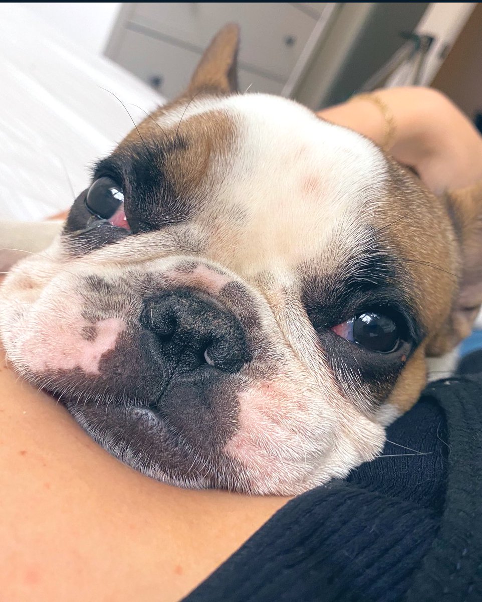 Quick orientation break with Trousers  🐶