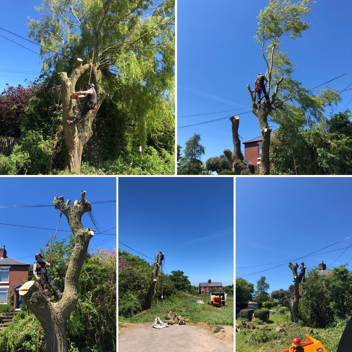Loren in action today taking down a willow in #KirbyLeSoken, #Essex. ☀️🥵💪