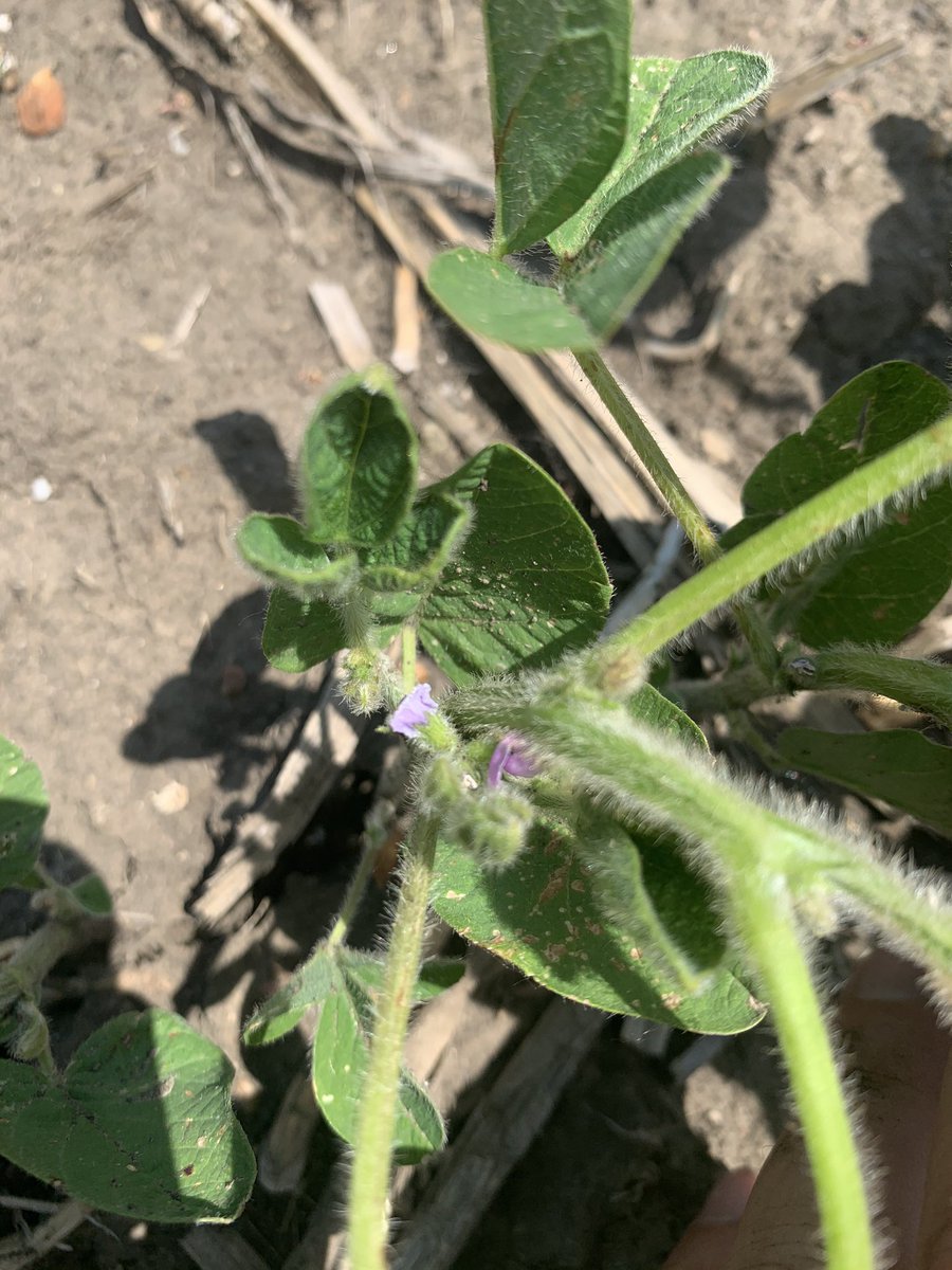 spinkroadfarmer's tweet photo. March 9 beans are hammer down.   R1 June 9 https://t.co/uqelwRACNQ