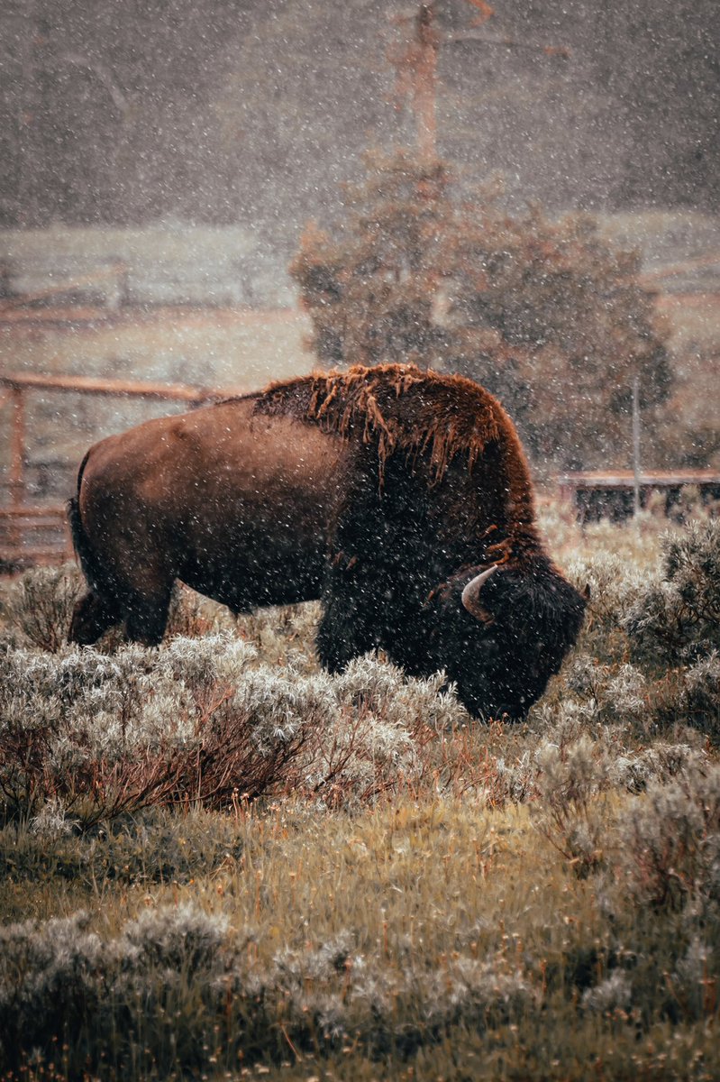 MaxLoew's tweet photo. Yellowstone natives https://t.co/4zSEDY7cJn