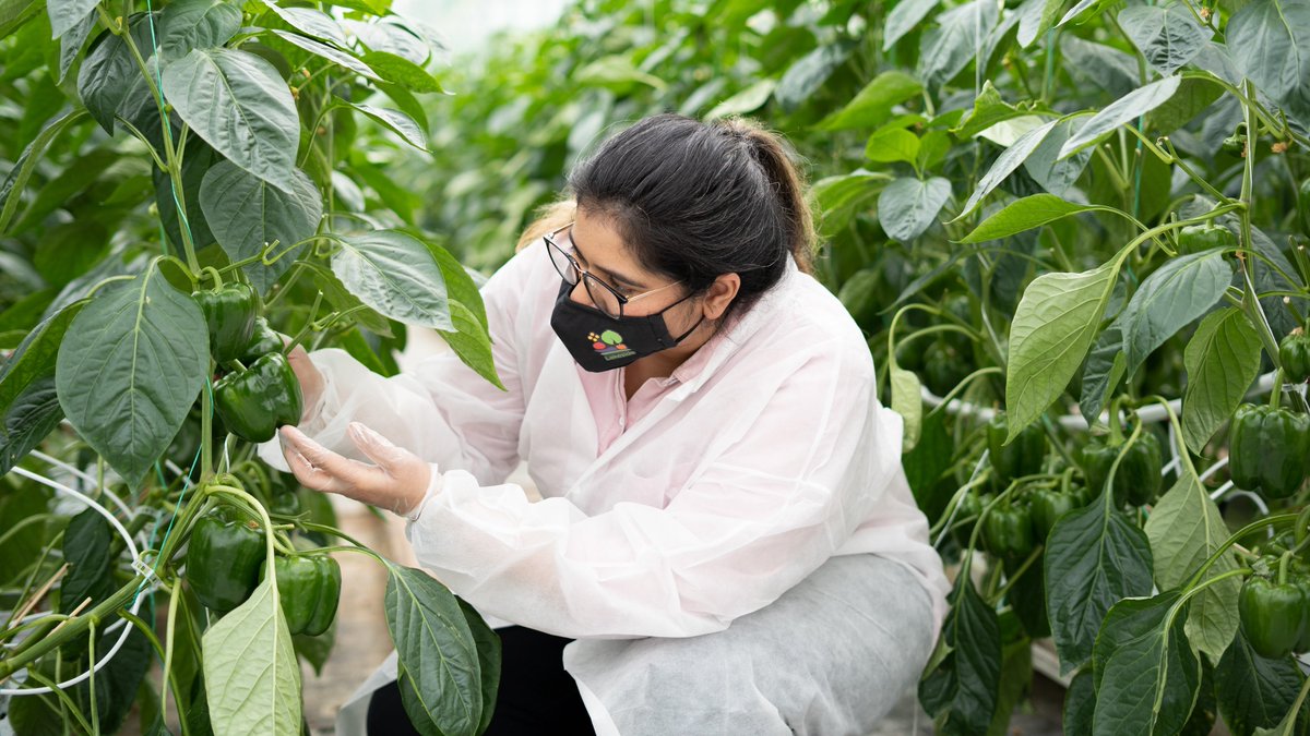 #HappyHumpDay 🐪

We’re picking our fresh and crunchy bell peppers so we can replenish our nutrients and finish off the last half of this week! 

#FreshProduce #GreenhouseGrown #Greenhouse #Heirloom #CanadianAgriculture #BellPepper