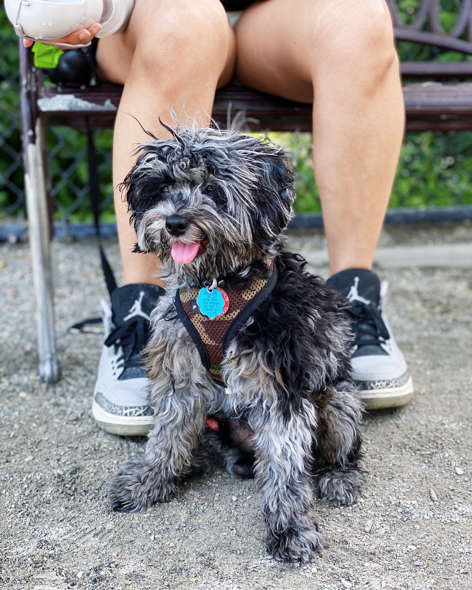 hashtagcavapoo's tweet photo. It’s TOO HOT out here 🥵 Overheard my mom and dad saying they were going to buzz me down to stay cool. Any advice for them to keep me from looking like a fool? 😆
#HashtagCavapoo #Cavapoo https://t.co/dEsNaoioEW
