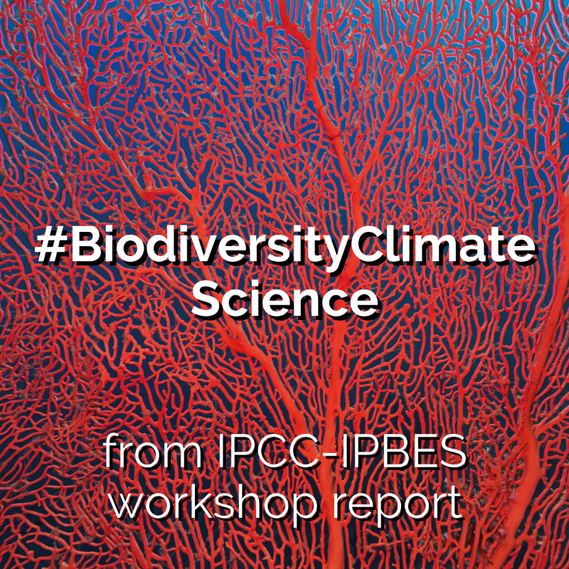 IPBES's tweet photo. 💡🌡️🦋 LAUNCHING TODAY @ 3pm CEST 💡🌡️🦋

#BiodiversityClimateScience from @IPBES and @IPCC_CH co-sponsored workshop report

Join us for the virtual media launch via YouTube livestream💻🎙️🎧
