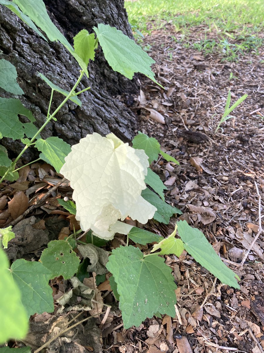 brian yanta tweet media