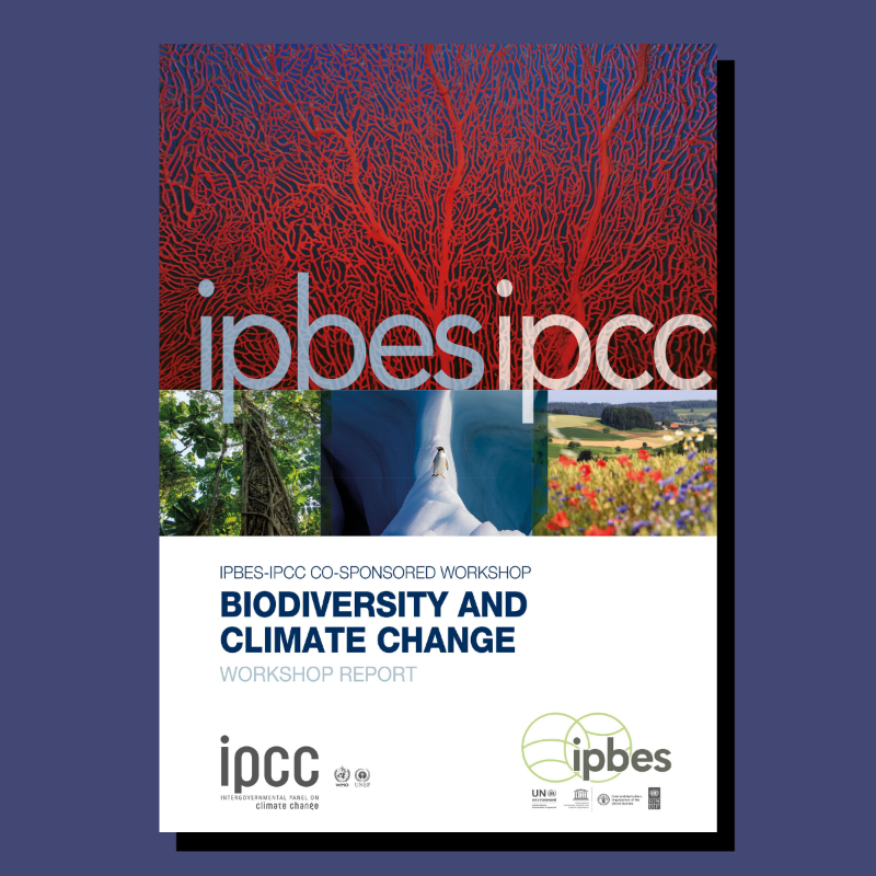 IPBES's tweet photo. 💡🌡️🦋 LAUNCHING TODAY @ 3pm CEST 💡🌡️🦋

#BiodiversityClimateScience from @IPBES and @IPCC_CH co-sponsored workshop report

Join us for the virtual media launch via YouTube livestream💻🎙️🎧