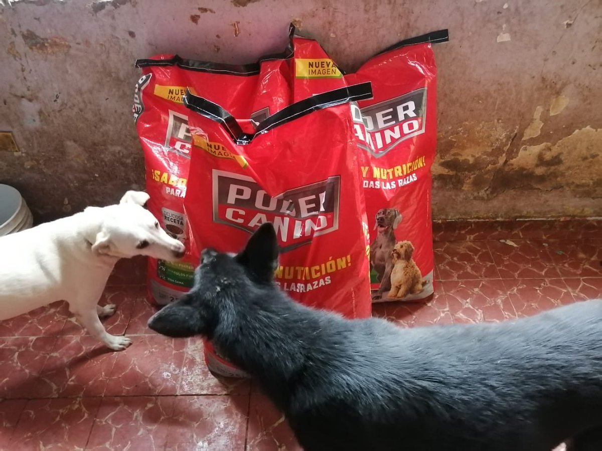 Xol_Balam's tweet photo. Les compartimos que el pasado Abril pudimos entregar una donación más grande con ayuda de un donador anónimo a nuestros amigos de @Tonka_y_Jack 
Ellos hacen un gran trabajo con #perros medianos y grandes al norte de #CDMX Revisen sus #adoptables y ayúdenlos #AdoptaNoCompres https://t.co/rGpGgSUI42
