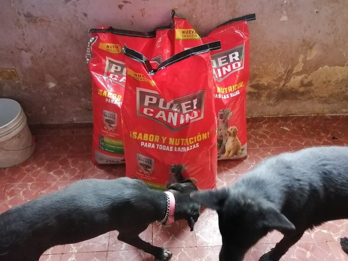 Xol_Balam's tweet photo. Les compartimos que el pasado Abril pudimos entregar una donación más grande con ayuda de un donador anónimo a nuestros amigos de @Tonka_y_Jack 
Ellos hacen un gran trabajo con #perros medianos y grandes al norte de #CDMX Revisen sus #adoptables y ayúdenlos #AdoptaNoCompres https://t.co/rGpGgSUI42