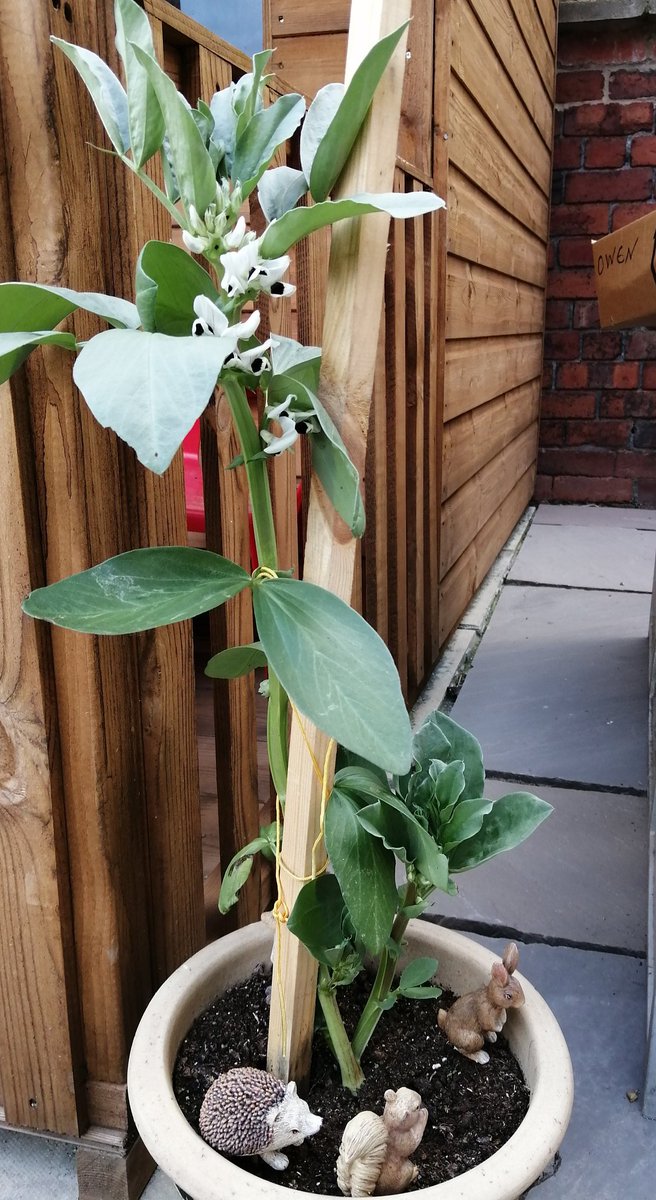 Indi is excited her bean stalk is growing @TeamLadybirds1 @TeamCherryDale