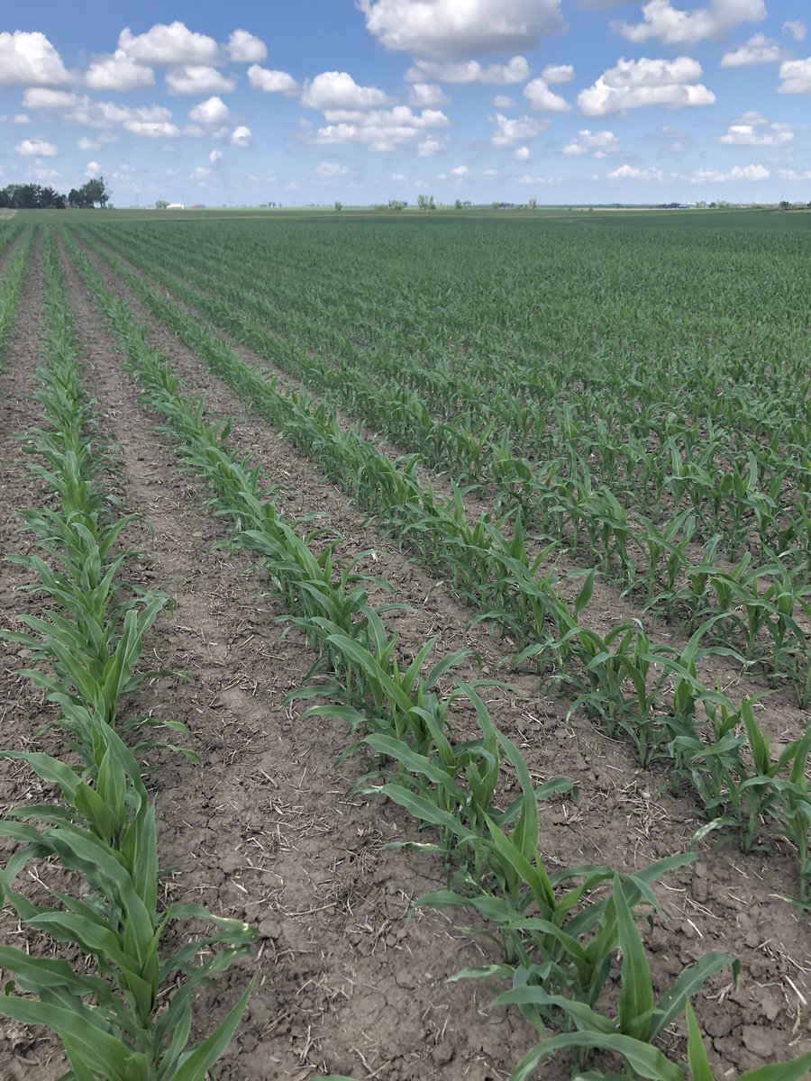 ShawnKasprick's tweet photo. #AgronomyTravels #NotRRVSoils https://t.co/dA4tFZiLTM
