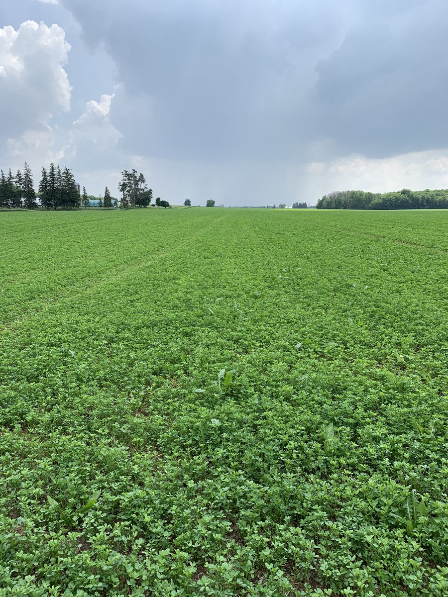 Our solid fertilizers are also giving excellent results in the field.  Apex is an intelligent nitrogen with loss protection and slow release with magnesium sulfur and calcium in the composition. In the two photos are the same field but treated with different protocols.