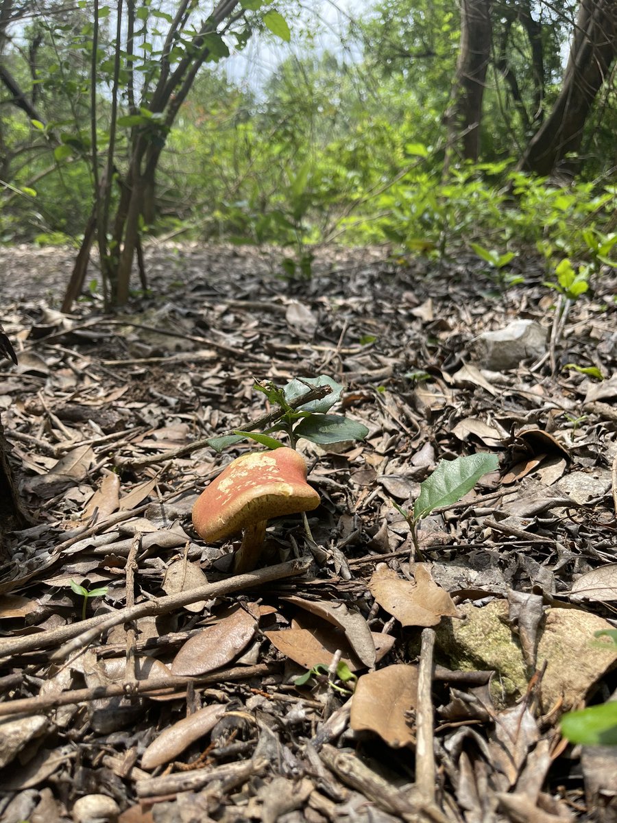 Akins Green Tech tweet media