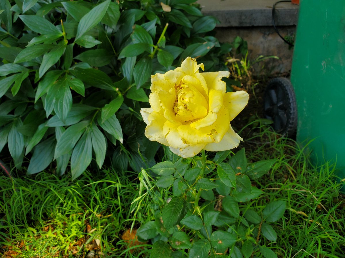 DCote232's tweet photo. Beautiful #RoseWednesday
Had bought three rose bushes from a discount store, all three were supposed to be pink roses. They may not be pink but they are beautiful. ❤ https://t.co/1lqmpiwwbc