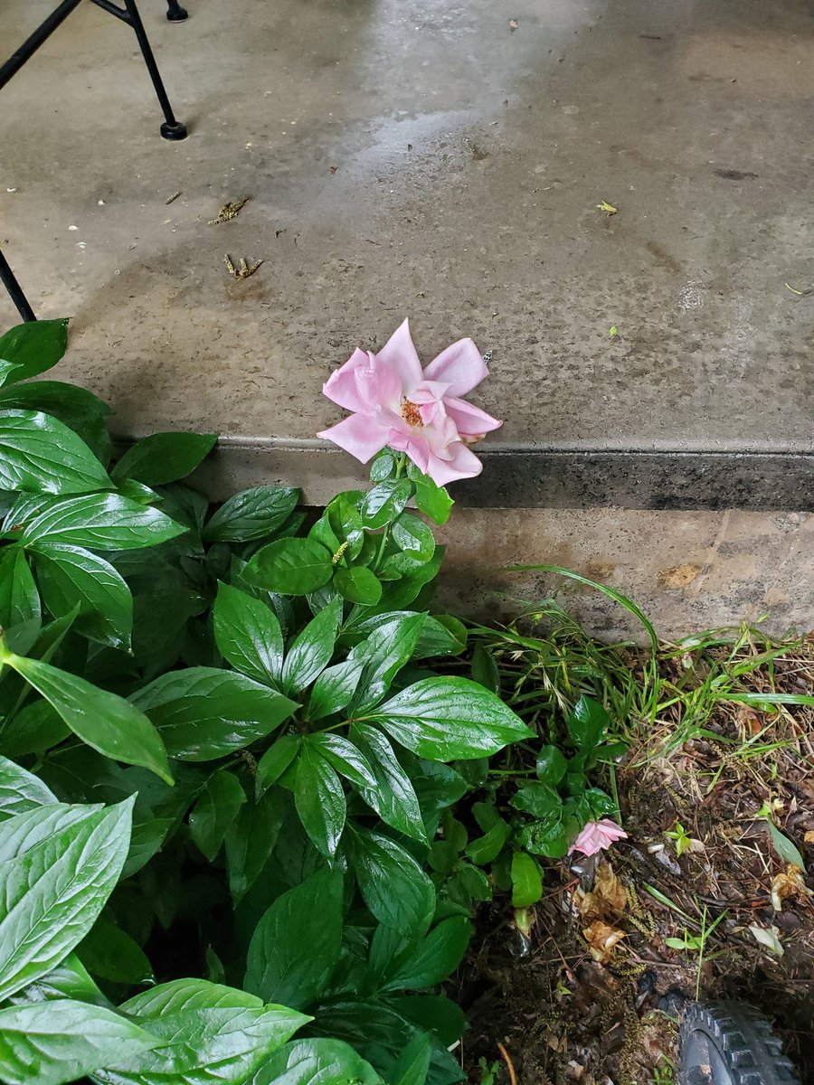 DCote232's tweet photo. Beautiful #RoseWednesday
Had bought three rose bushes from a discount store, all three were supposed to be pink roses. They may not be pink but they are beautiful. ❤ https://t.co/1lqmpiwwbc