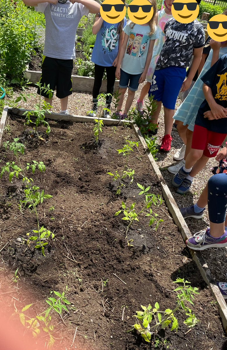 We used teamwork and planted some 🍅 plants today thanks to 2 amazing parent volunteers! We even made a real life connection to arrays and repeated addition to figure out how many plants we planted. @ebsween1