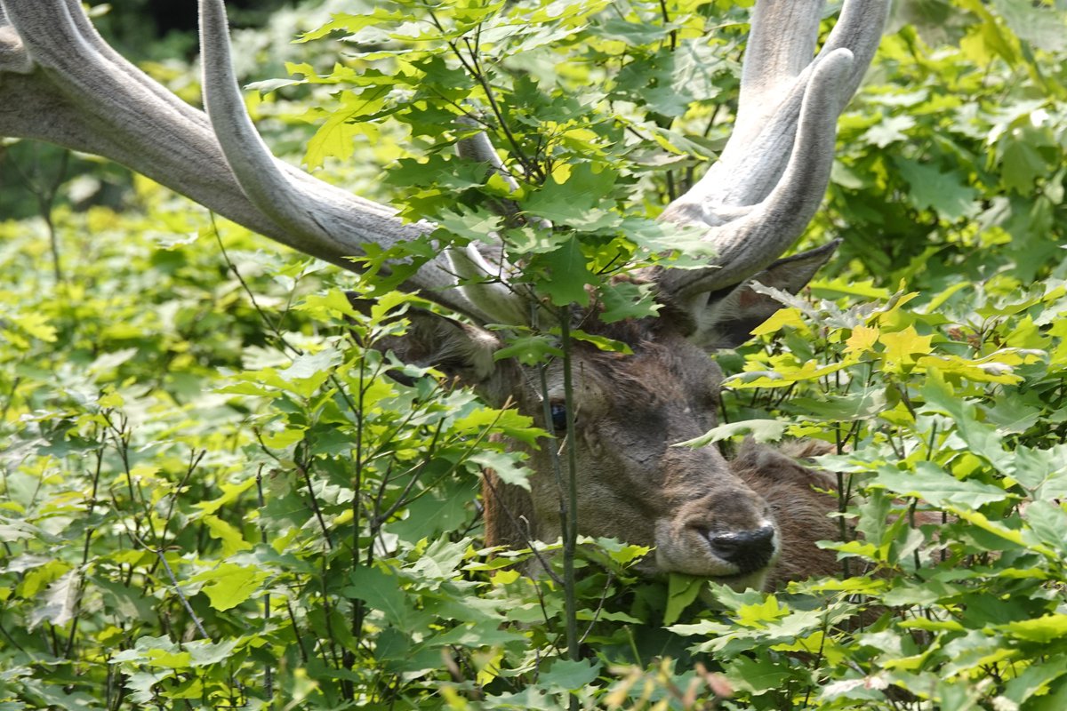 juist, goed geraden, Hubertus!😂