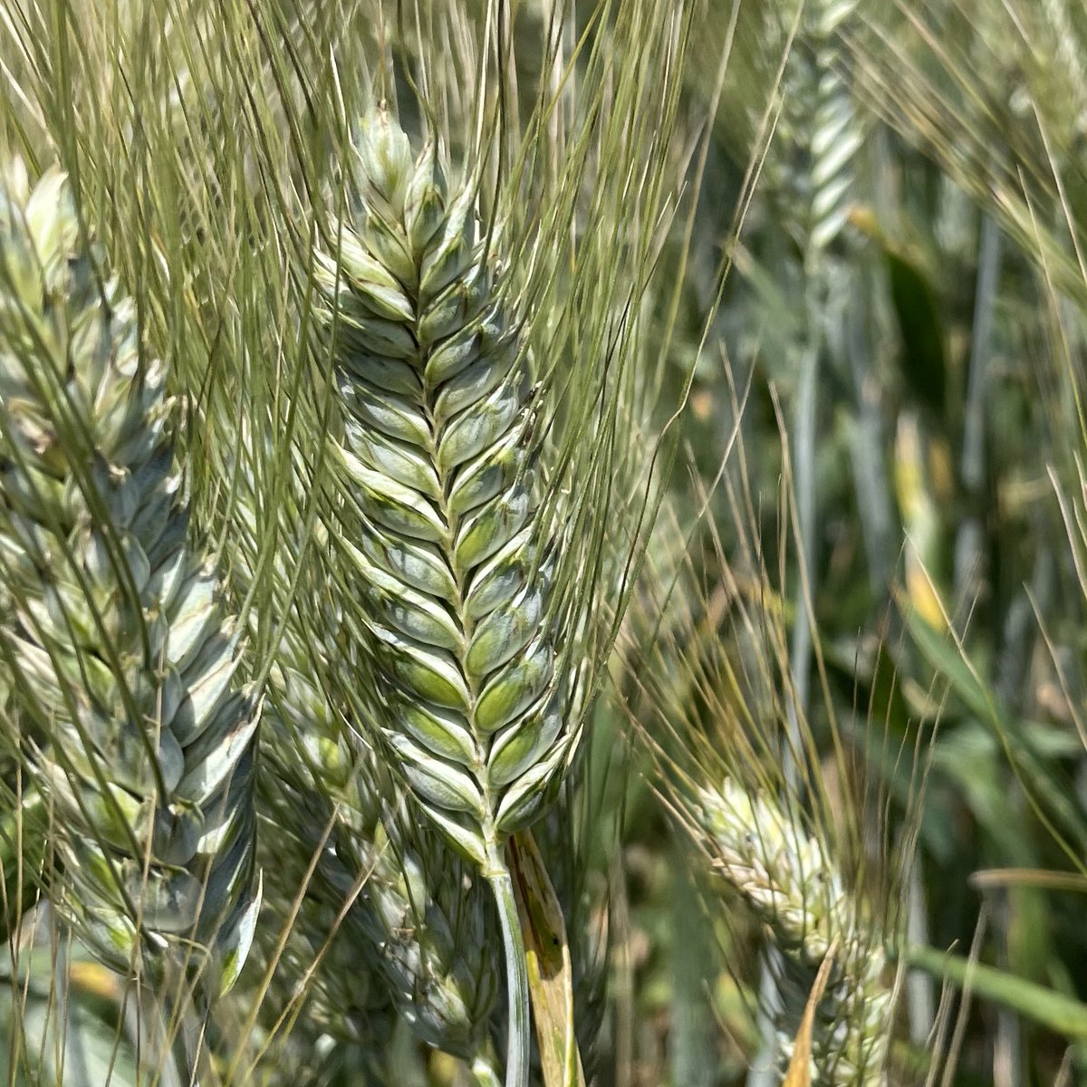 Les épis de RGT VOILUR sont très typiques et toujours aussi beaux ☺️ #bledur #lauragais #arvalis #agriculture #experimentation #ragt