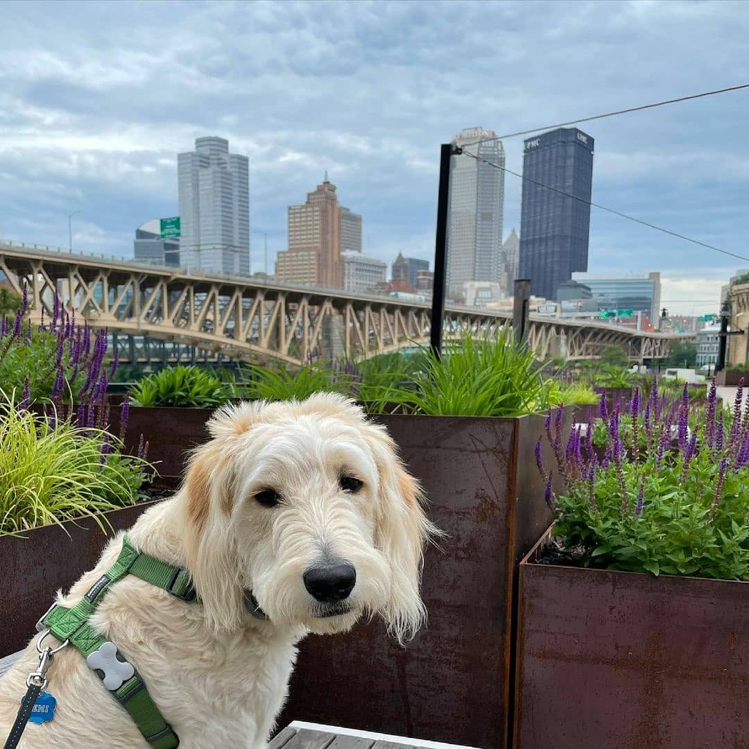 This furry tenant wishes you a happy hump day! 

Looking for dog-friendly office space? DM or call us at 412-281-9000!

📷 courtesy of @remi_on_mars #dogsburgh #dogsofHighline #pittsburghdogs #412dogs #412pups #dogsofpittsburgh #dogstagram #dogfriendlyoffice #dogsofHighline