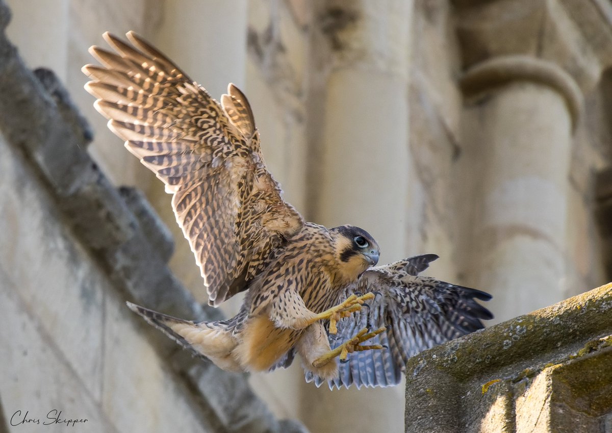 The newly fledged juvenile peregrine at Norwich Cathedral this afternoon
<a href="/Nrw_Cathedral/">Norwich Cathedral</a> 
<a href="/EDP24/">Eastern Daily Press</a>
