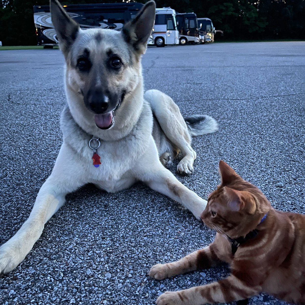 RVTXCat's tweet photo. Meet my new friend Sonny! He’s an RVer too! He has a little brother who is a kitten, but I’m the first grown cat he’s ever met. Nice guy! #rvcat #rvingpets #adventurecat #rvlife https://t.co/YJW0TkIOZ5