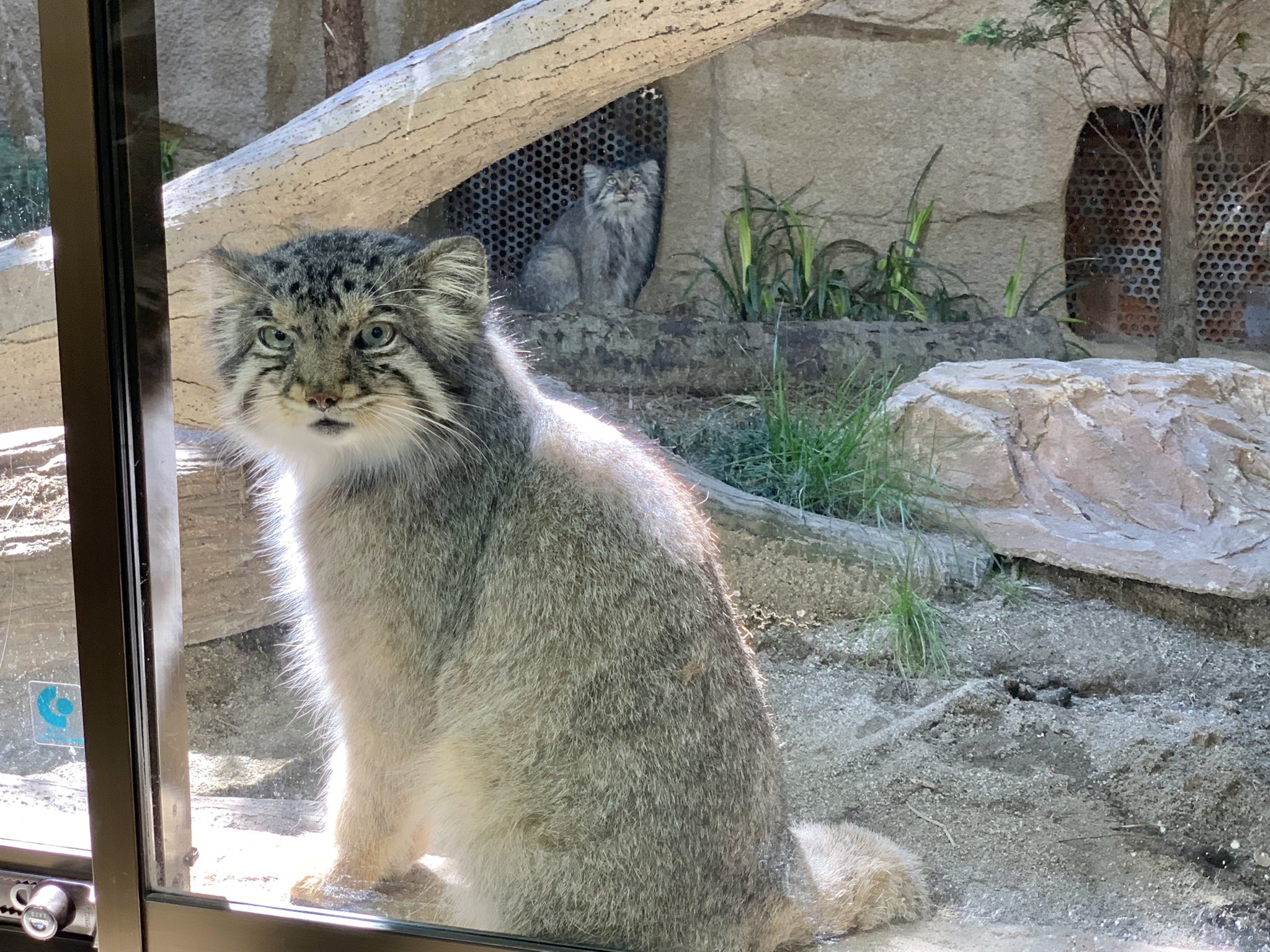 那須どうぶつ王国 おはようございますマヌル 広 い新展示場も待ち遠しい マヌルネコのうた Nasu Animal Kingdom 新展示場 ボル ポリー T Co Ne1xhkrcog Twitter