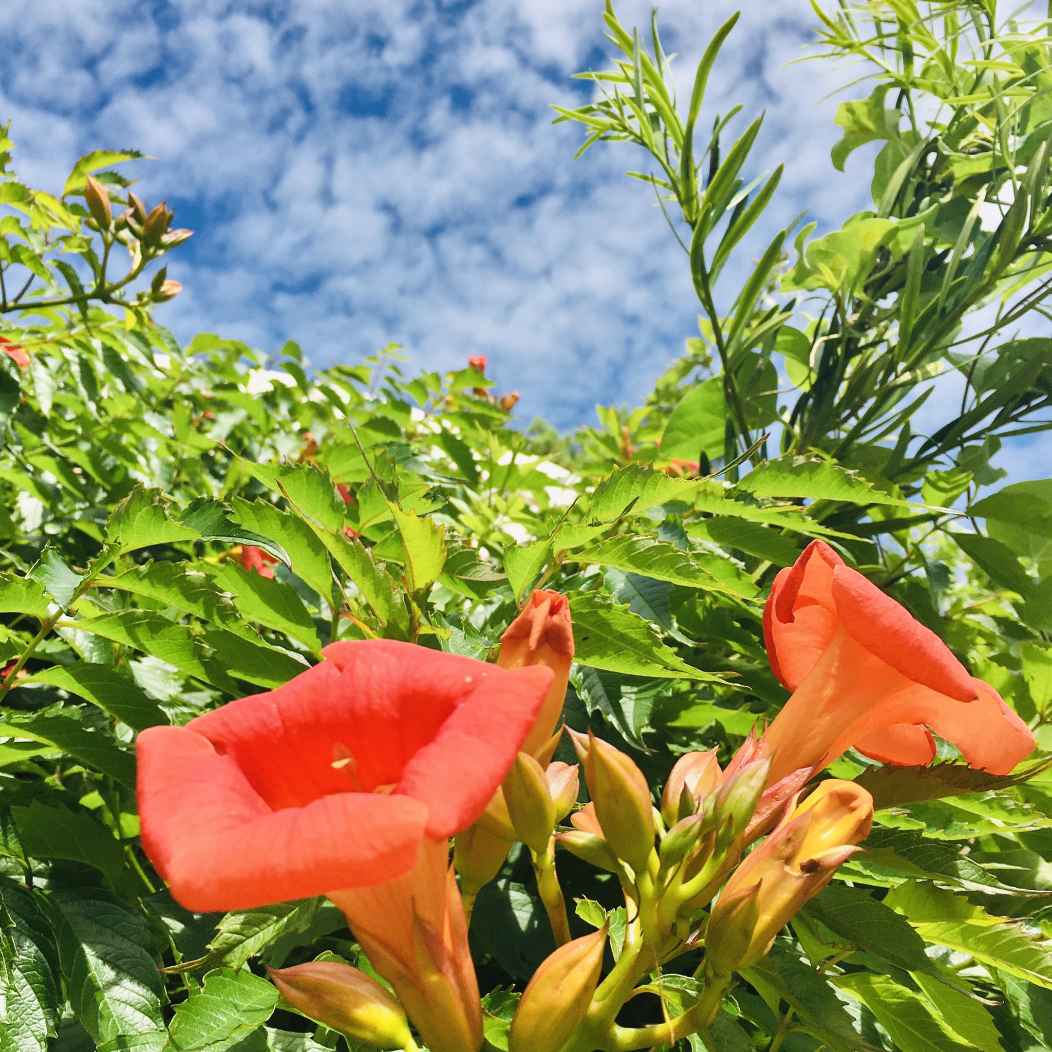ラッパ型の花 Twitter Search Twitter