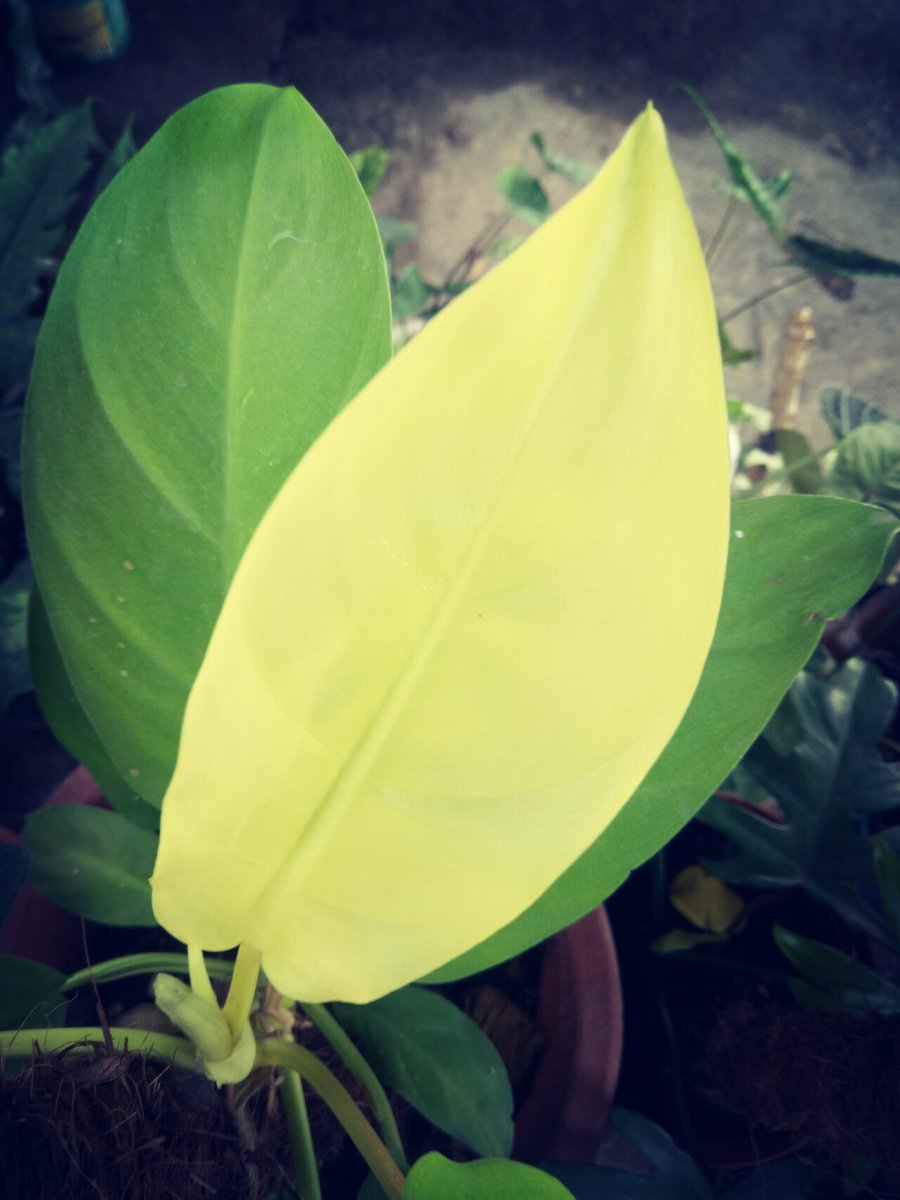 boilitro20's tweet photo. New leaf..๐
#goodmorningPlantitos #gardening #gogreen #happypil #plantdad https://t.co/OZphV94oy1