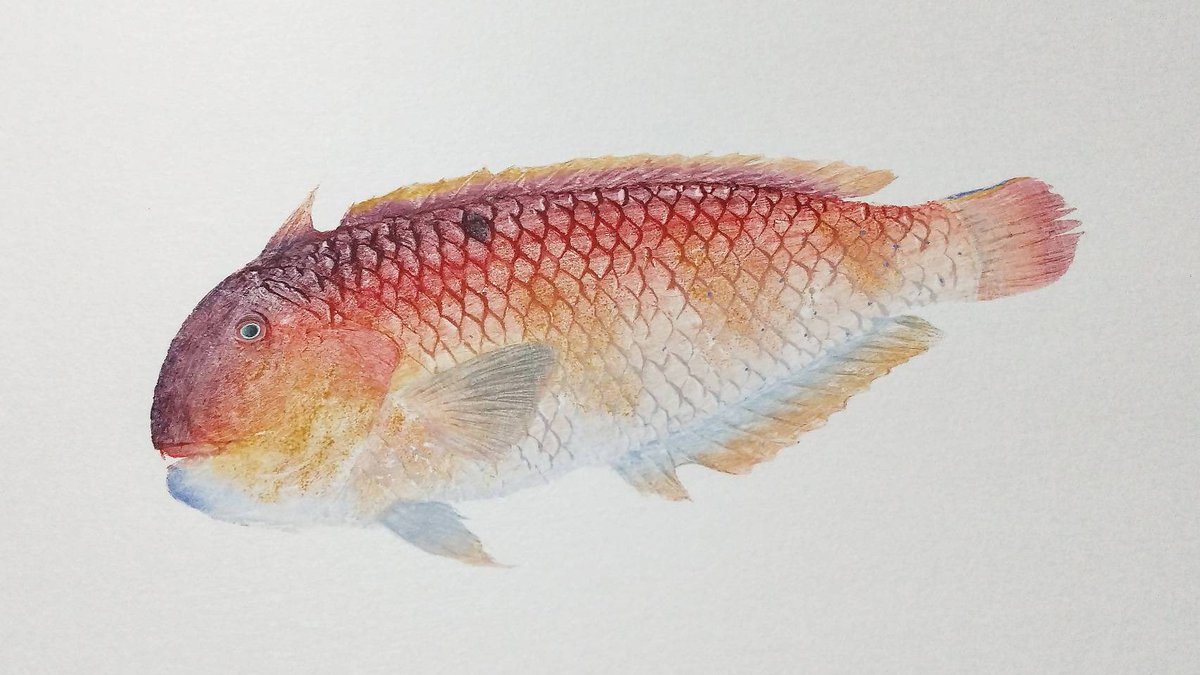 松井七海 Natsumi Matsui Twitter