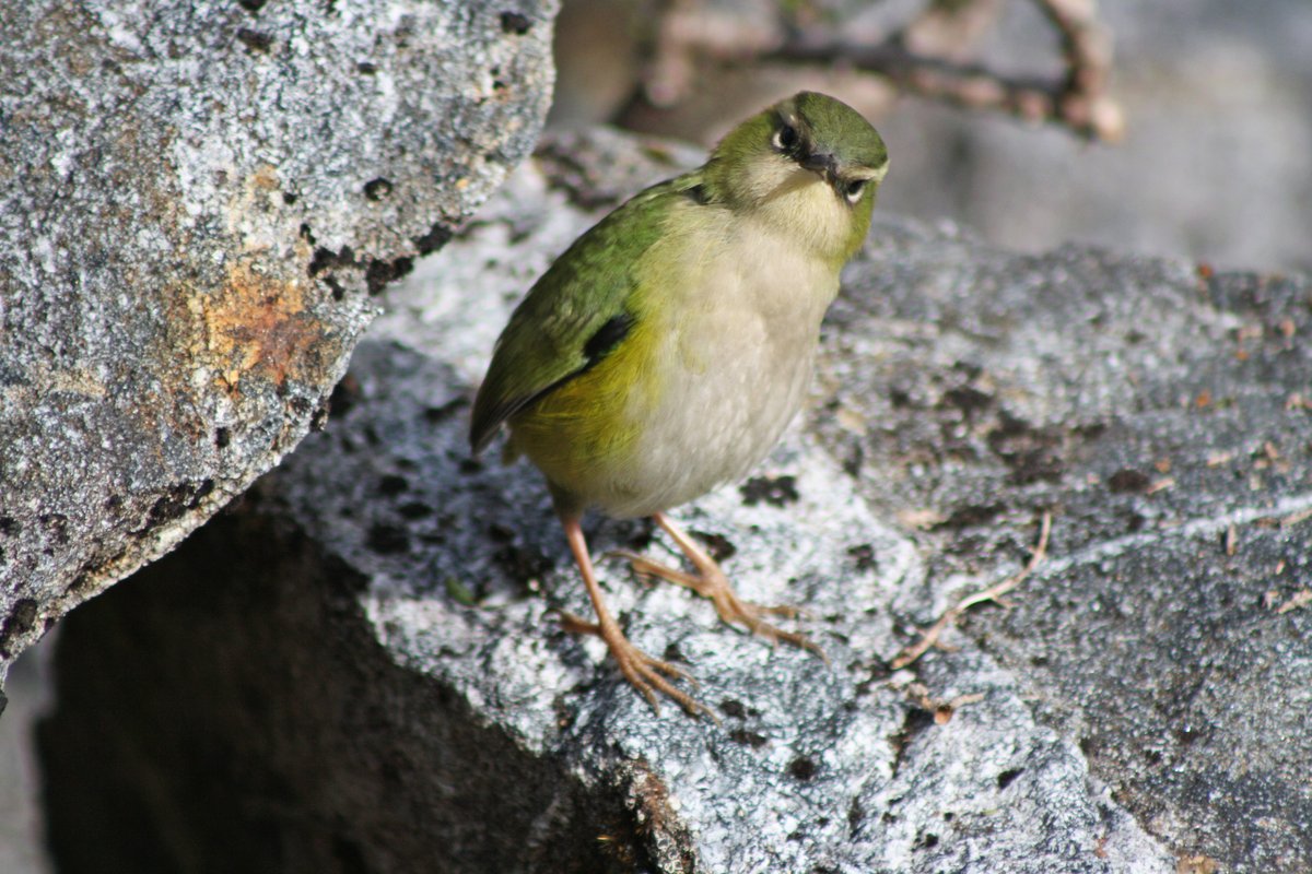 Unlike the alpine tuke/rock wren, humans need to be prepared when venturing out of our nests into the cold.

Head over to the <a href="/NiwaWeather/">NIWA Weather</a> Parks website to judge whether it’s safe for you to explore flat or alpine environments: weather.niwa.co.nz/parks ☁️⚠️🧤 

📷: Kerry Weston.