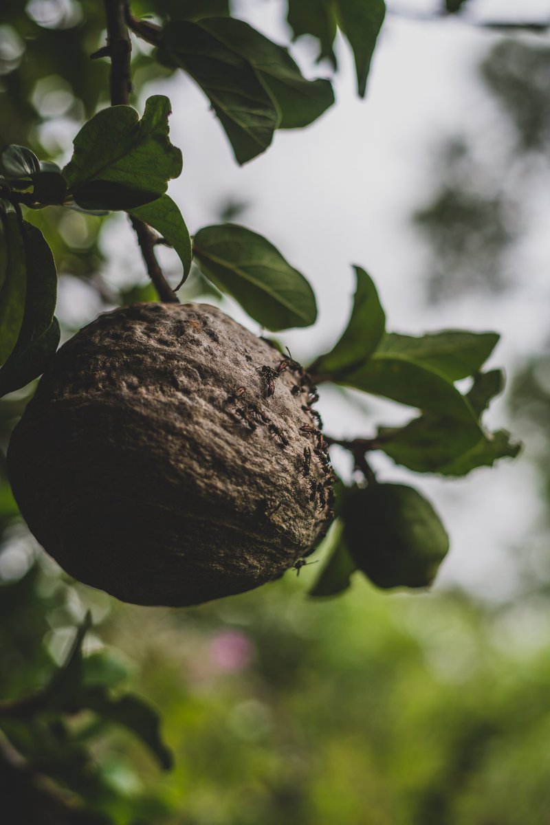 Frostduncan's tweet image. What do you guys call these? #grenada #473 #whatdoyoucallit #Caribbean