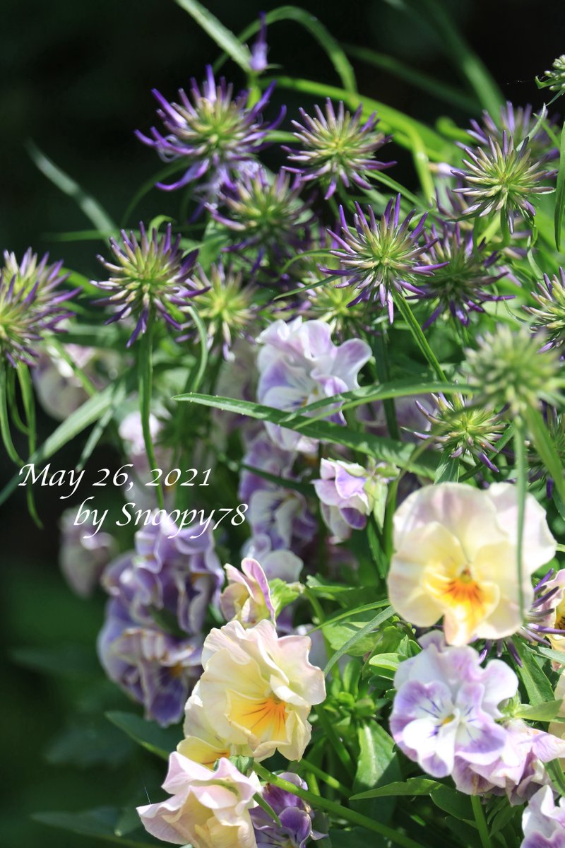 edelsnoopy's tweet photo. What a lot of lovely buds this year!
#HornedRampion called TamaShajin in Japan, started again to leaf out among violas in a #Yoseue-pot in April, and buds started to appear in mid-May, turning color in late May. #PhyteumaScheuchzeri #gardening #flowers
#タマシャジン #寄せ植え https://t.co/4O8ah7xMJc
