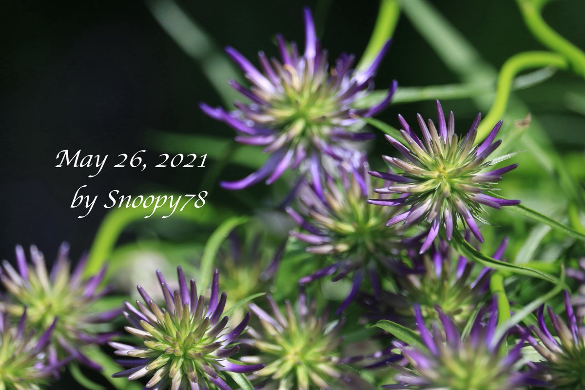 edelsnoopy's tweet photo. What a lot of lovely buds this year!
#HornedRampion called TamaShajin in Japan, started again to leaf out among violas in a #Yoseue-pot in April, and buds started to appear in mid-May, turning color in late May. #PhyteumaScheuchzeri #gardening #flowers
#タマシャジン #寄せ植え https://t.co/4O8ah7xMJc