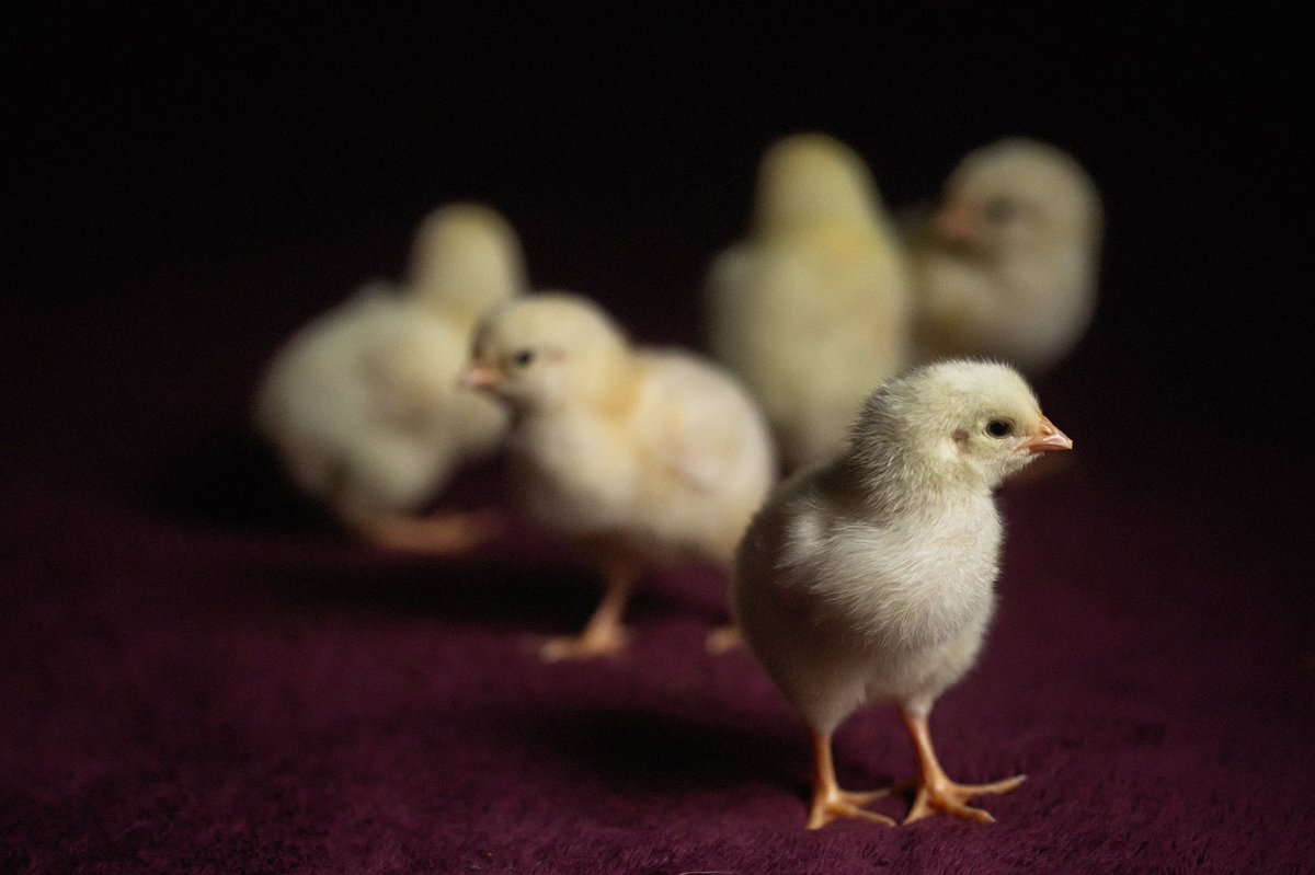 CBMinnish's tweet photo. Arenβt they just the cutest?! #Chickmom #babychicks @LHECMES @LJWood_LHECMES https://t.co/VJv5mY1391