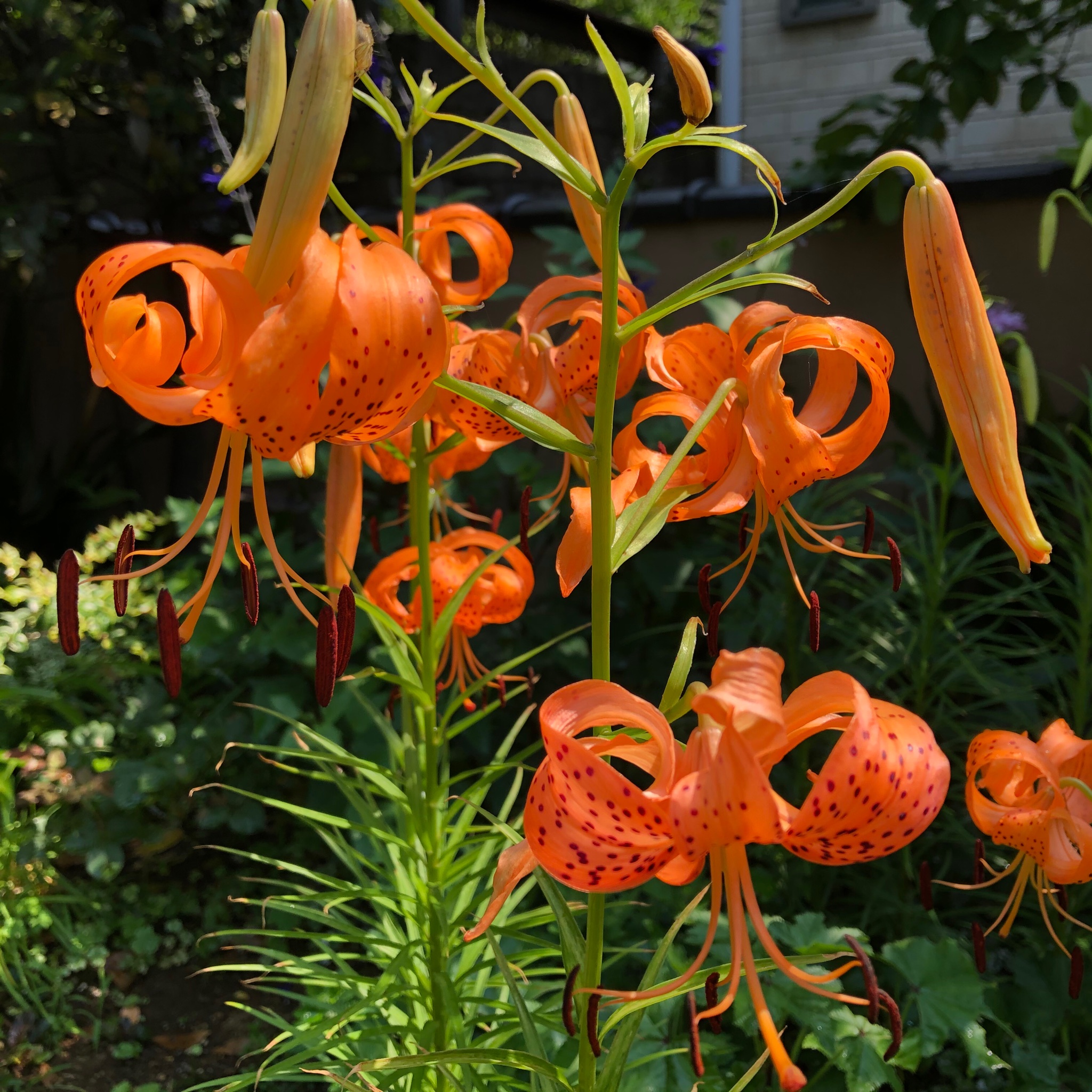 新井紀子 Noriko Arai コオニユリ ユリ根のリボベジ とガラニチカ セージ のツーショット ブルー Amp オレンジは 母校のスクールカラーだったので懐かしい T Co 3mjemwknjd Twitter