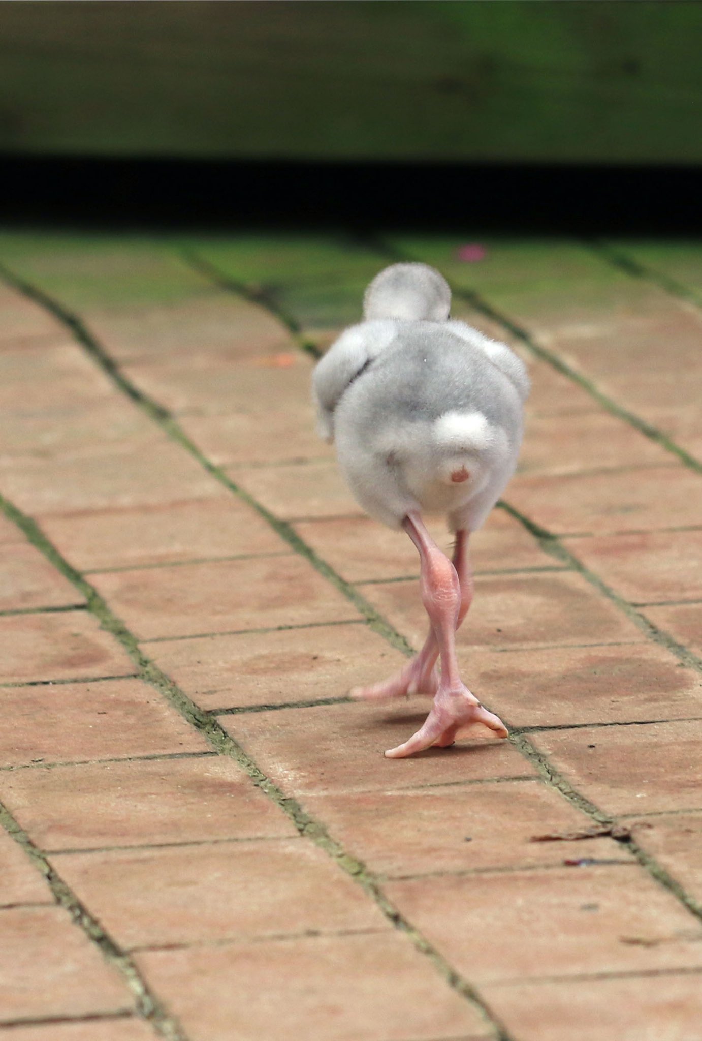 【朗報】フラミンゴの赤ちゃん、いっちょ前に脚が長い【富士花鳥園】のサムネイル画像
