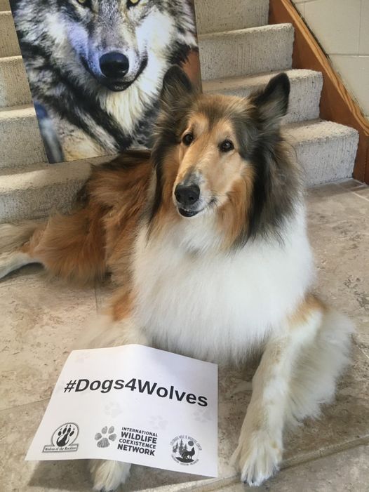 Collieluv2's tweet photo. July 1, ID & MT will SLAUGHTER 90% of the wolves there Call Govs Gianforte (406) 444-3111, & Little (208) 334-2100, tell them to stop this atrocity Call @POTUS (202) 456-1111 & @SecDebHaaland (202) 208-3100 #3 before more innocent blood is shed #IStandwithwolves #Wolves #IWCN https://t.co/7Ln4l9oYMn