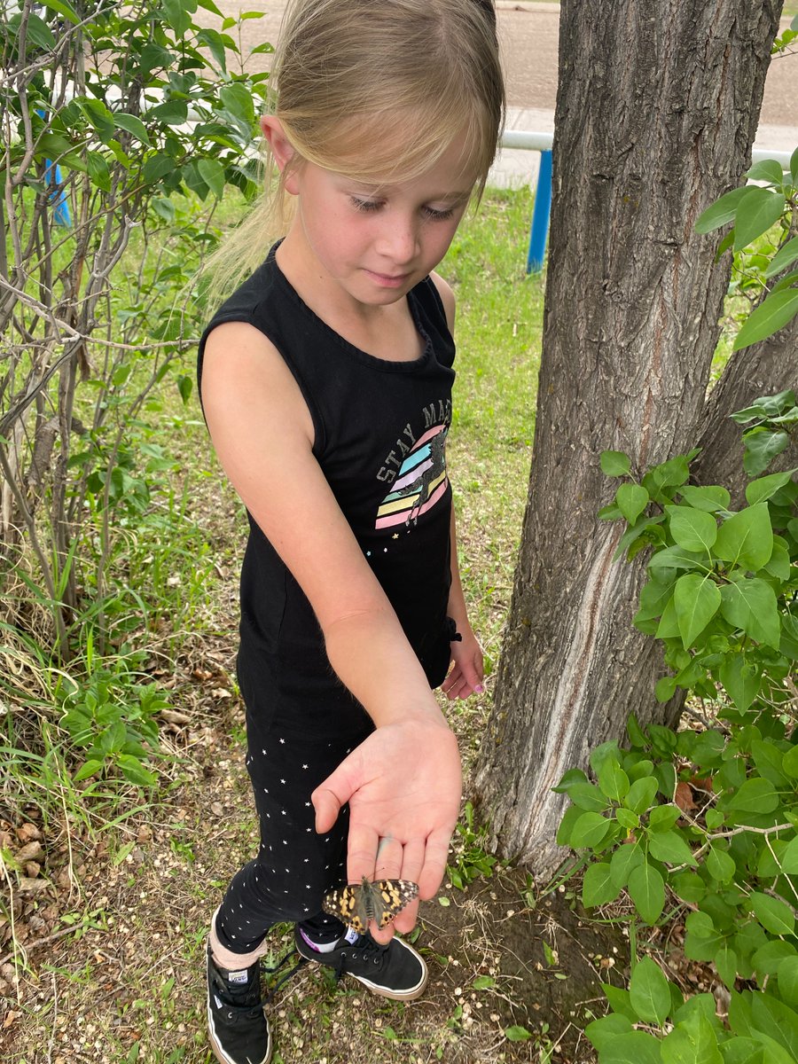 YST_Falcons's tweet photo. The Grade 1-3 students watched the life cycle of a butterfly right in their classroom!  Today the class released the butterflies - what an extraordinary day! 🦋 https://t.co/qHycGolQC9