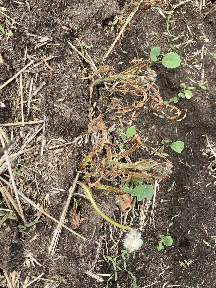 CACoopAgro's tweet photo. With all this moisture the crops aren’t the only things growing out in the field. #Spray21 season is in full swing! Come pick up the best herbicide for the job today. Innisfail-Eckville-Crossfield-Stettler-Lacombe #weeds #integratedpestmanagement #keepcalmsprayon #tankmix https://t.co/kCZW1qx75T