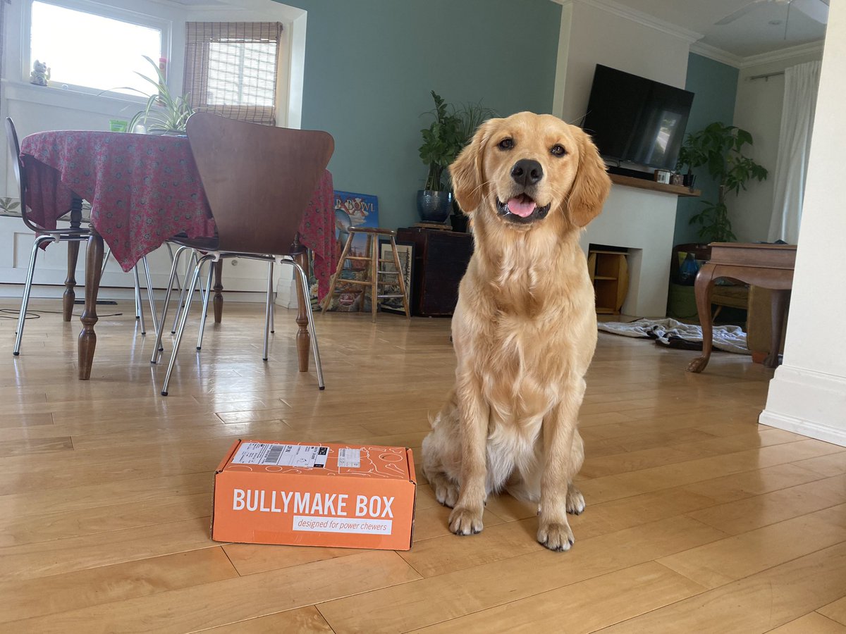 kaperlak's tweet photo. Hey @bullymake…We are excited to receive our box!! Awesome toys for this chew monster. Anouk says thank you!! #dogsoftwitter https://t.co/8I9MIBDzmu
