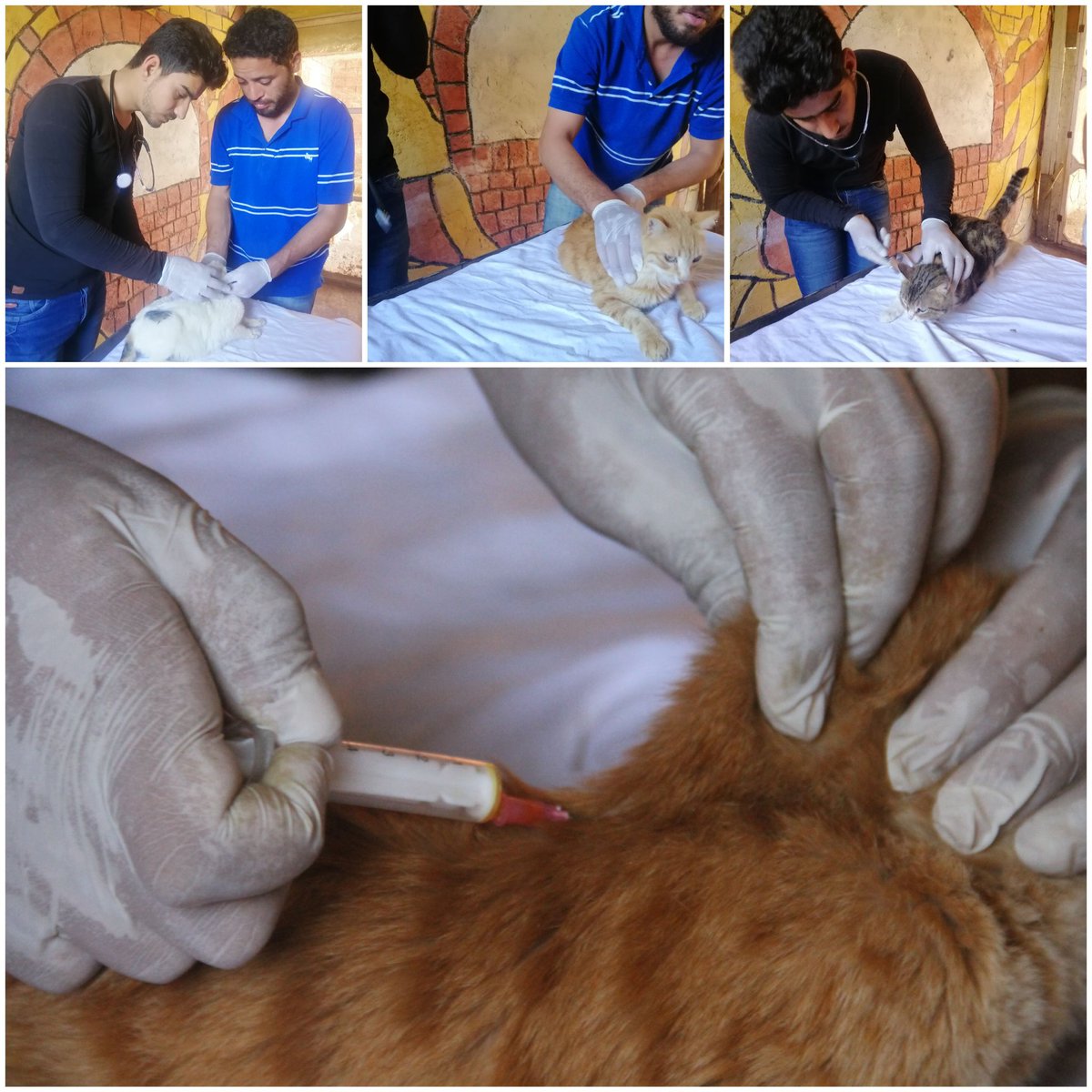 We continue to care for sick cats especially cats that were recently rescued They are on a recovery journey We focus on medical treatment and healthy food until they return to their health For many years these poor cats have suffered
Donate on PayPal Link 
paypal.com/cgi-bin/webscr…