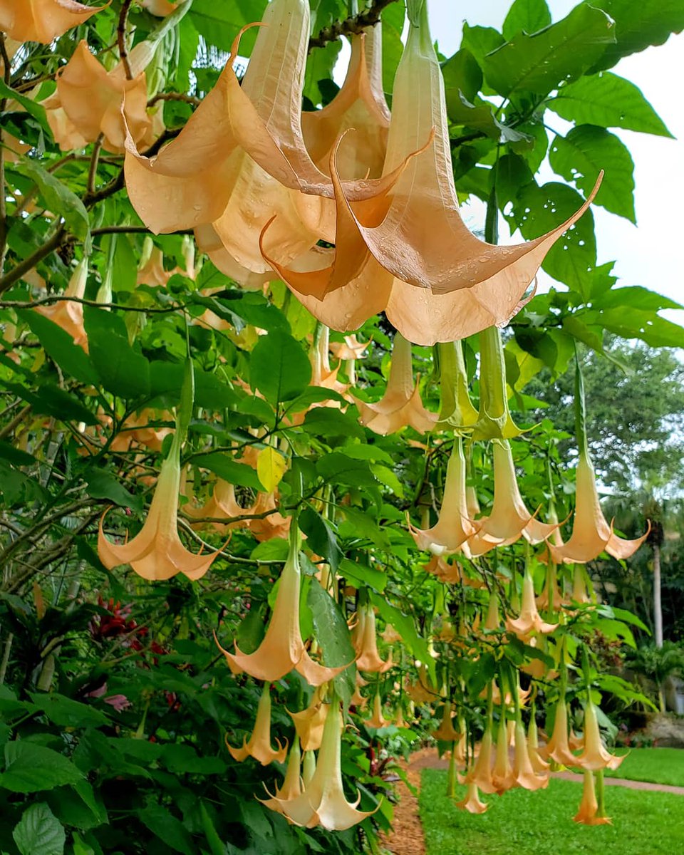 #WhatsBloomingWednesday! Angel's trumpet blooms most of the year & its intoxicating scent is even stronger at night. From S. America, Brigmansia is at home in our subtropical garden.⚠️Caution: Angel's trumpet is extremely toxic. Don't let kids/pets injest any portion of it.