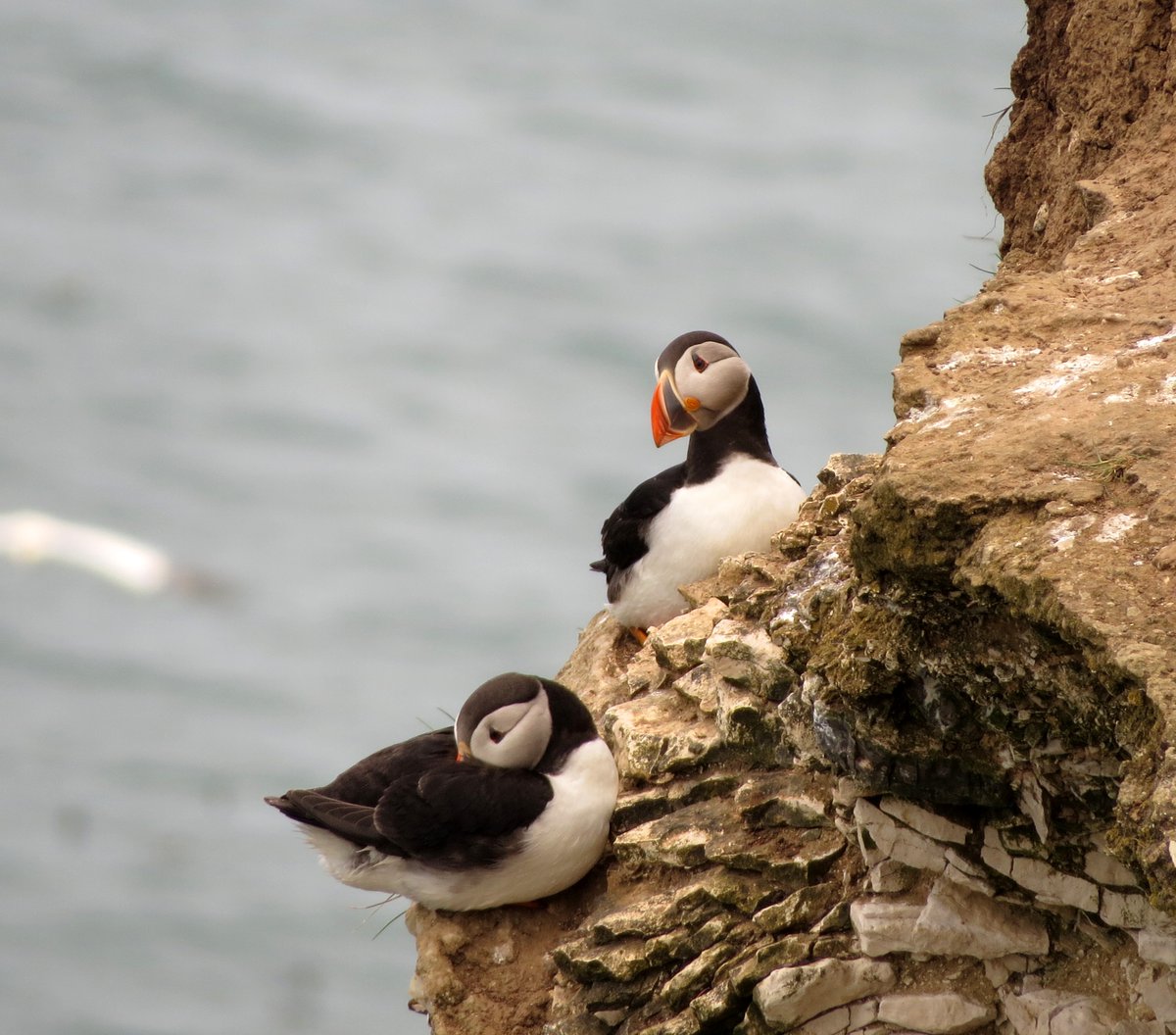 Abhisheka_gopal's tweet photo. Puffins &amp; Muffins @Bempton_Cliffs https://t.co/y5NZWZ8iK7