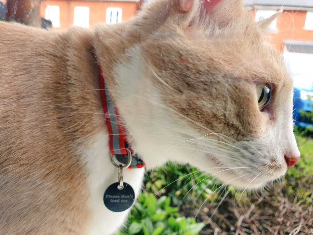 LolaLegged's tweet photo. Are you calling me fat? #TobyIsBack #whiskerswednesday https://t.co/6nL0QfGagc